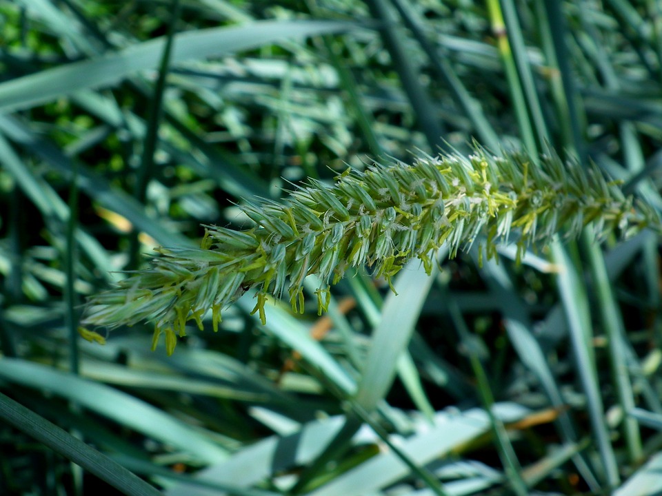 grass - herbe